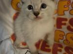 Patrick Mahomes - Snowshoe Kitten For Sale - Overland Park, KS, US