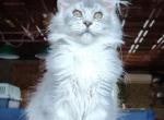 Joker - Maine Coon Kitten For Sale - Houston, TX, US