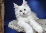 Mavrik - Maine Coon Kitten For Sale - Houston, TX, US