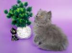 Xara Longhair - British Shorthair Kitten For Sale - Houston, TX, US