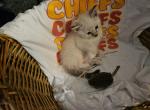 Tammy Reid - Snowshoe Kitten For Sale - Overland Park, KS, US