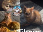 Flynn - Maine Coon Kitten For Sale - Leominster, MA, US