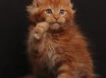 Rurik - Maine Coon Kitten For Sale - Boston, MA, US