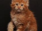 Reinira - Maine Coon Kitten For Sale - Gurnee, IL, US