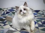 Zipper - Ragdoll Kitten For Sale - 