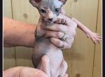 Trick - Sphynx Kitten For Sale - Bland, MO, US