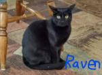 Raven - Domestic Cat For Sale - Rio Rancho, NM, US