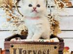 Princess Diana Litter - Ragdoll Kitten For Sale - FL, US