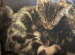 Marco - Bengal Kitten For Sale - 