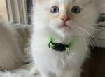 Little Marshmallow - Siberian Kitten For Sale - 