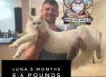 Luna - Maine Coon Kitten For Sale - 