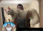 Aloisa - Maine Coon Kitten For Sale - Leominster, MA, US