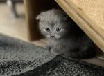 Swen - Scottish Fold Kitten For Sale - 