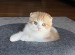 Pumpkin1 - Scottish Fold Kitten For Sale - Plymouth, MA, US