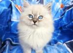 Sophie - Siberian Kitten For Sale - 