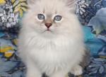 Sheila - Siberian Kitten For Sale - 