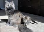 Litter A - Siberian Kitten For Sale - 