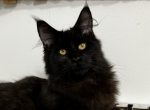 Raider - Maine Coon Kitten For Sale - 