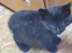 Gracie's babies - Manx Kitten For Sale - Raleigh, NC, US