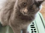 Gray highland lynx girl polydactyl - Highlander Kitten For Sale - 