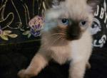 London - Siamese Kitten For Sale - 