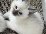 Asia Litter - Siamese Kitten For Sale - 