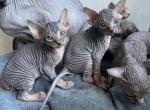 Hairless Sphynx Kittens - Sphynx Kitten For Sale - Miami, FL, US