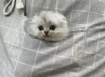 Simba - Scottish Fold Kitten For Sale - Austin, TX, US