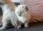 Ragdoll kids - Ragdoll Kitten For Sale - 