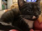 Bebe - American Shorthair Kitten For Adoption - Milwaukee, WI, US