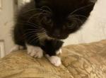 Baby - American Shorthair Kitten For Sale - Milwaukee, WI, US