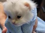 Lilly's Cotton Gremlin 1 - Munchkin Kitten For Sale - Maryville, TN, US