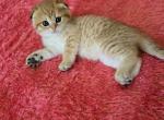 Lilu - Scottish Fold Kitten For Sale - 