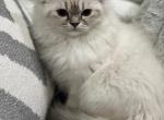 Silver - Ragdoll Cat For Sale - Dearborn, MI, US