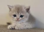 Poba - British Shorthair Kitten For Sale - 