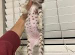 Silver Savannah - Savannah Kitten For Sale - 