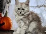 Em & Children - Maine Coon Kitten For Sale - Libby, MT, US