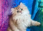 Blondie British Longhair Golden girl - British Shorthair Kitten For Sale - NY, US