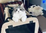 David British Longhair boy - British Shorthair Kitten For Sale - NY, US