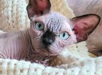 Sphynx male black mink - Sphynx Kitten For Sale - 