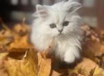 Edalyn - Persian Kitten For Sale - 