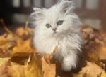 Edalyn Buttercup - Persian Kitten For Sale - 