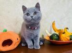 British Shorthair boy Richard - British Shorthair Kitten For Sale - NY, US