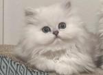 Edalyns lil Prince - Persian Kitten For Sale - 