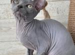 Blue Babyboy - Sphynx Kitten For Sale - 