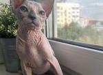 Blue eyed babygirl - Sphynx Kitten For Sale - FL, US