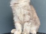 Queen Joy Pixie - Maine Coon Kitten For Sale - Glenview, IL, US