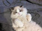 Bicolor Ragdoll Kitten Male - Ragdoll Kitten For Sale - Bryan, TX, US