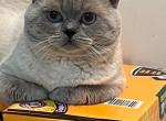 Smokey - British Shorthair Cat For Sale - 