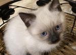 Siamese Sensation Zoomi - Siamese Kitten For Sale - Sequim, WA, US